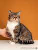 Красавица-кошка Яна с кисточками на ушках в добрые руки