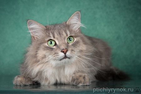 Молодой сибирский кот Пух в добрые руки
