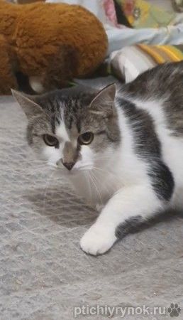 Мэри — кошка с большим сердцем