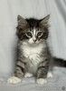 Котята ищут дом.