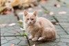 Одам котят в хорошую, добрую семью.