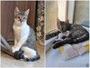 Милые, ласковые котята Марсик и Темочка в добрые руки