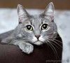 Голубая кошка Мася в добрые руки