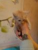 Котенок Лео - счастье в дом!