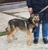 Тимоша в поисках своей семьи и дома 