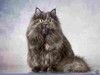 Нежная ласковая кошечка Эша