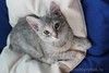 Прелестная малышка Славушка! Котенок в добрые руки