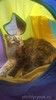 Маленькая трёхцветная кошка Сильва, 2 года, стерилизована и привита. - Москва