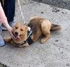 Ласкушечка рыжулька Лисена ищет свою любимую семью !