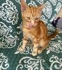 Рыжий мраморный котёнок Симба в добрые руки