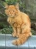 Рыжий метис мейн-куна в дар.