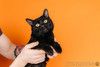 Черный молодой котейка подросток Черныш ищет дом