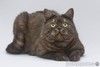 Котик Агат ищет доброе сердце