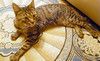 Ищем дом для невероятного кота-компаньона!