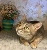 Серебристая кошечка Мисти в добрые руки