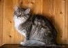 Кошечка Сьюзи ищет любящую семью.