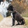 Молодой алабай Джаза в дар