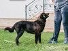 Щенок-подросток Бетти ищет своего человека 