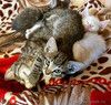 Малыши-полосатики, ласковые котята-мальчики в добрые руки