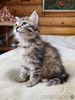 Шикарные пушистые котята в добрые руки
