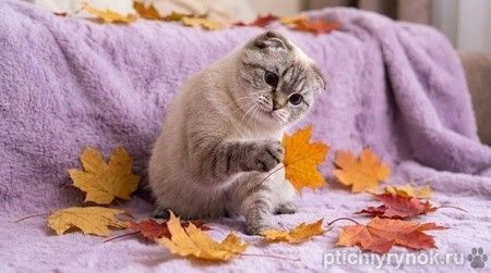 Вислоухая голубоглазая кошка Фэйри в дар