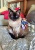 Ищет дом пожилая, очень нежная тайская кошка по имени Сюся