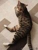 Ищет дом брутальный и ласковый Гарик.