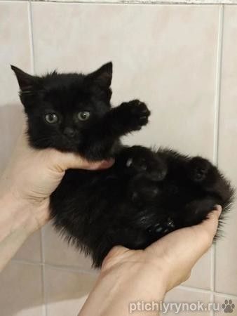 Ищет дом котеночек Ночка.