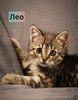 Маленькие котята — метисы британской породы в добрые руки
