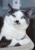 Ласковая и спокойная кошечка Василиса в дар