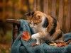 Уютная домашняя трёхцветная кошечка Маня
