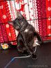 Ищут своё счастье котодетки Фунтик и Кола 