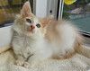 Красивый светленький котёнок в добрые руки