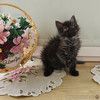 Ласковый, игривый котёнок в добрые руки