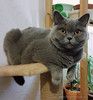Ищем самый добрый и надёжный дом для Чарли