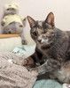 Дружелюбная кошечка Боня в добрые руки