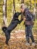 Домашний пес-подросток Тэо, метис лайки ищет дом