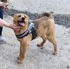 Ласкушечка рыжулька Лисена ищет свою любимую семью !
