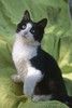 Шикарный котенок Хвост в добрые руки!