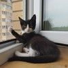 Котенок Тимоша в добрые руки