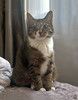 Соня. Кошка, которую предали дважды
