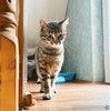 Юная нежная кошечка Ася в добрые руки