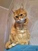 Воспитанная интеллигентная рыжая кошечка Алиса ищет дом