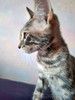 Ищут дом самые замечательные малыши-котята