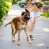 Метис малинуа Платон- отличный компаньон!