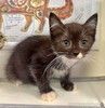 Красивый маленький котёнок Мона в добрые руки