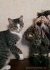 Молодой зеленоглазый котик Семён ищет дом и ответственных хозяев