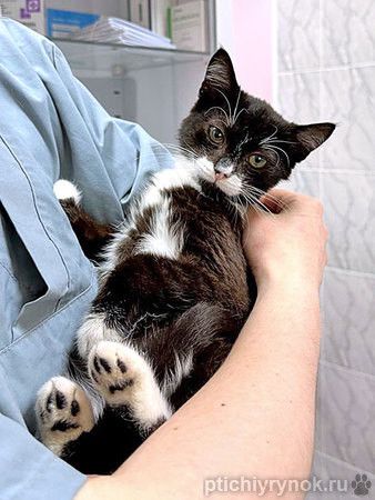 Ласковый котёнок Муся ищет дом