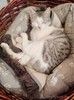 Трепетной и нежной кошечке Пушинке очень нужен любящий хозяин.