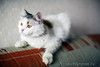 Кошка Маруся ищет дом одним животным.